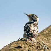 Lesser Spotted Woodpecker