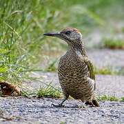 European Green Woodpecker