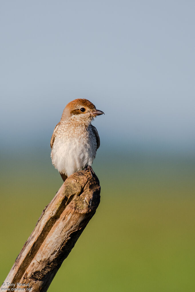 Red-backed Shrike female adult, identification, aspect, pigmentation