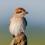 Red-backed Shrike