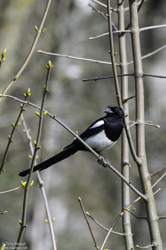 Eurasian Magpieadult, identification, aspect