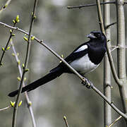 Eurasian Magpie