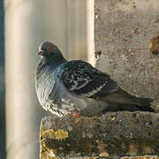 Rock Dove