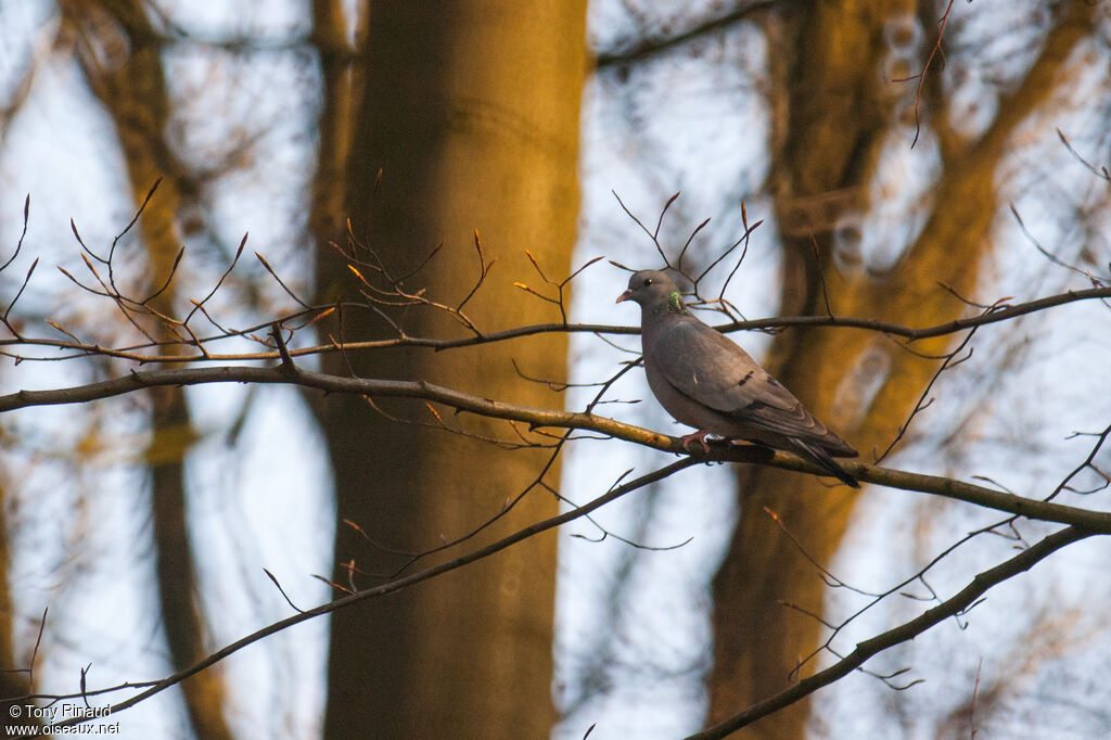 Pigeon colombinadulte nuptial, identification, composition