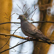 Stock Dove