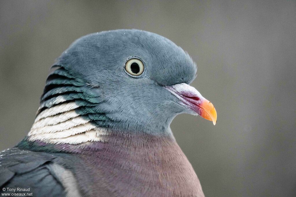 Common Wood Pigeonadult, close-up portrait, aspect, pigmentation, walking