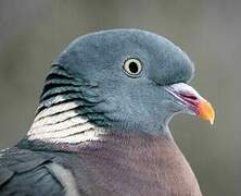 Common Wood Pigeon