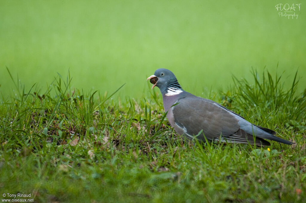 Common Wood Pigeonadult, identification, aspect, walking, eats