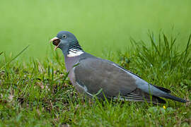 Common Wood Pigeon