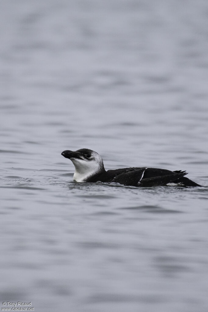 Razorbillpost breeding, identification, swimming