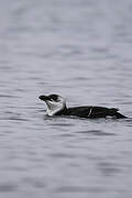 Razorbill