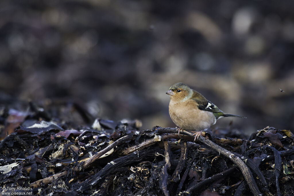 Pinson des arbres mâle adulte, identification, marche