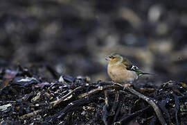 Eurasian Chaffinch