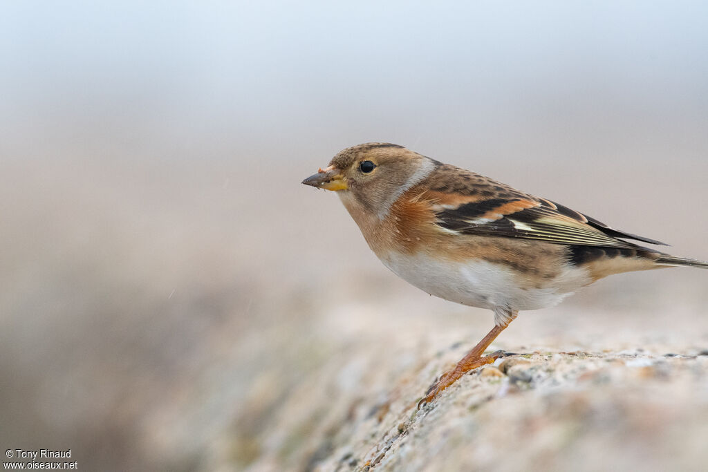 Bramblingpost breeding, identification, aspect, walking