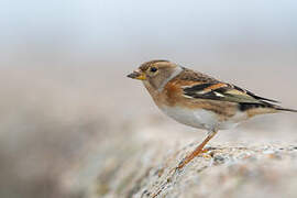 Brambling