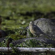 Buff-bellied Pipit