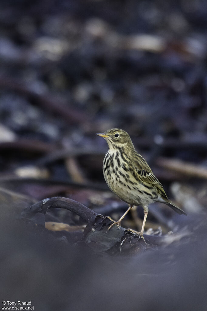 Pipit farlouse, identification, composition, marche