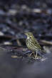 Pipit farlouse