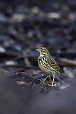 Pipit farlouse