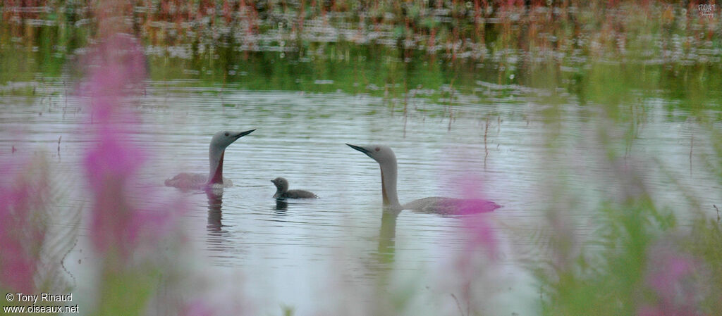 Red-throated Loon, identification, swimming