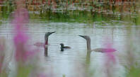 Plongeon catmarin