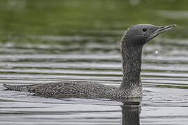 Red-throated Loon