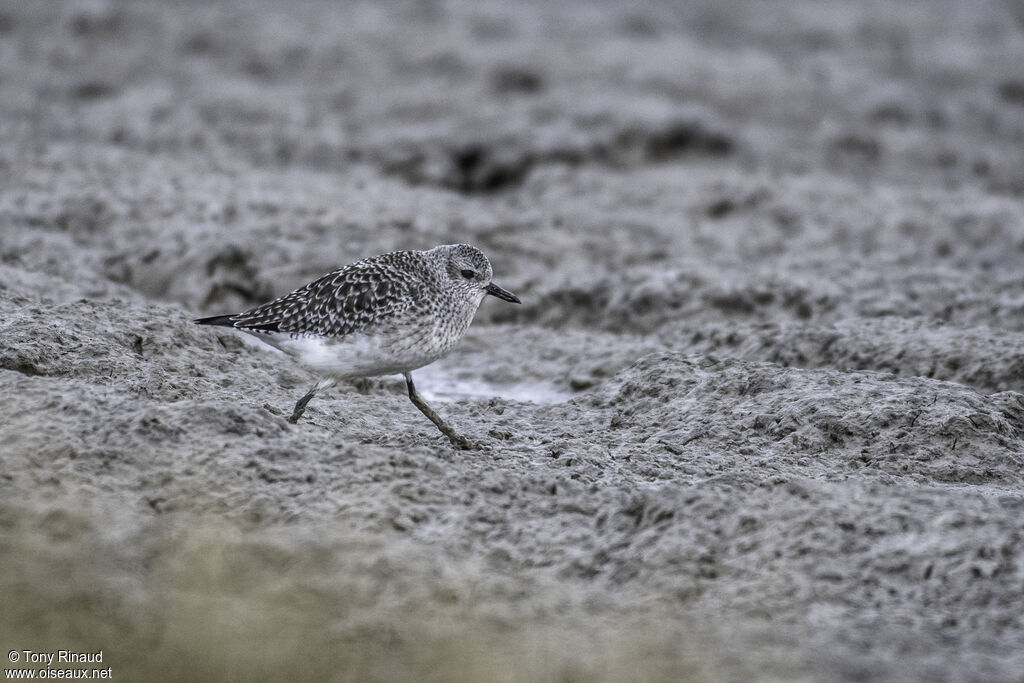 Grey Ploverpost breeding, identification, aspect, pigmentation, walking