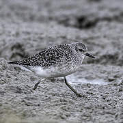 Grey Plover