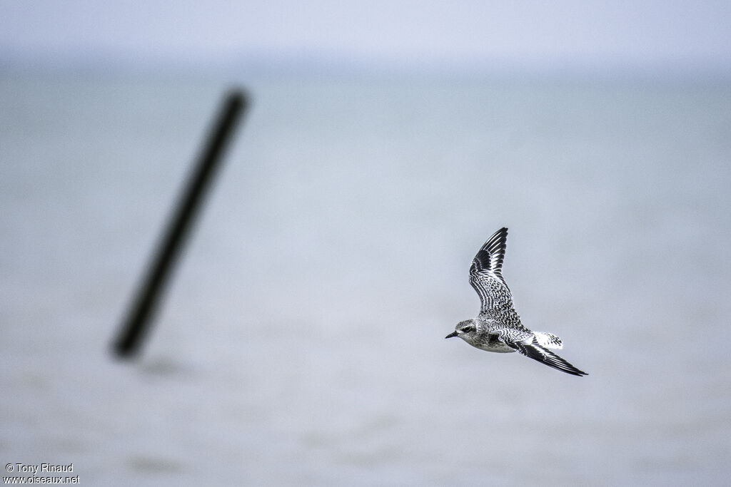 Grey Ploverpost breeding, aspect, Flight