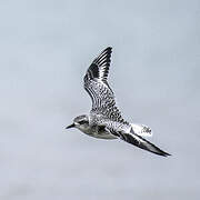 Grey Plover