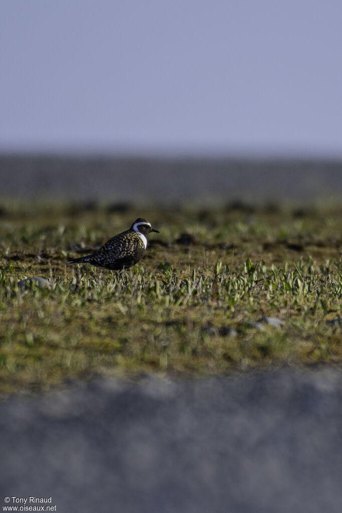 American Golden Ploveradult breeding, identification, aspect, walking