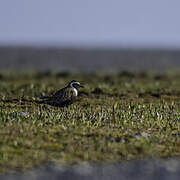 American Golden Plover