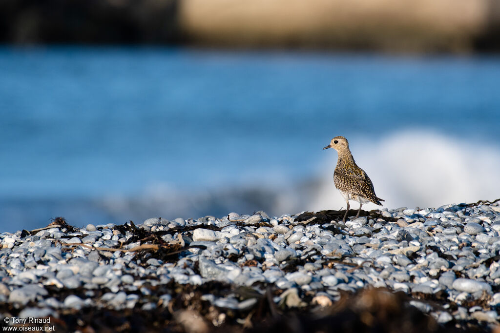 Pluvier doré, identification, composition, marche