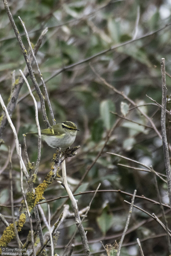 Pallas's Leaf Warbler, identification, aspect