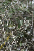 Pallas's Leaf Warbler