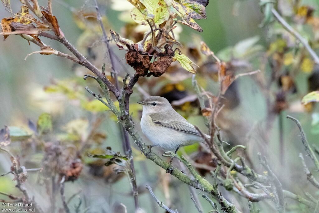 Common Chiffchaff, identification, aspect