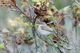 Common Chiffchaff