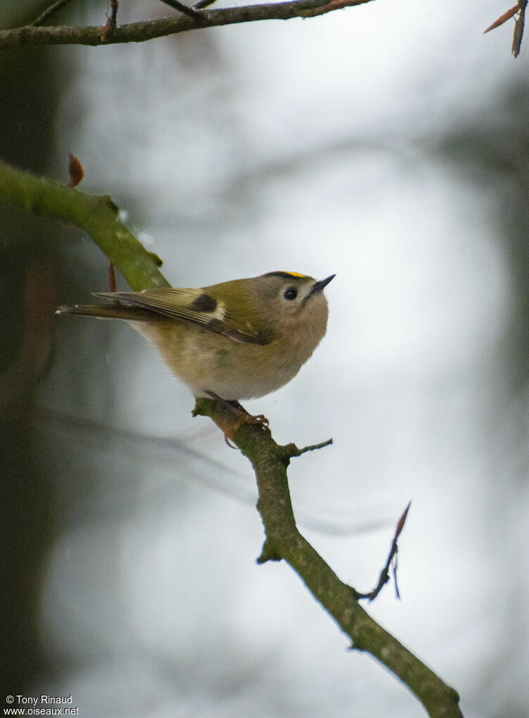 Goldcrestadult, identification, aspect