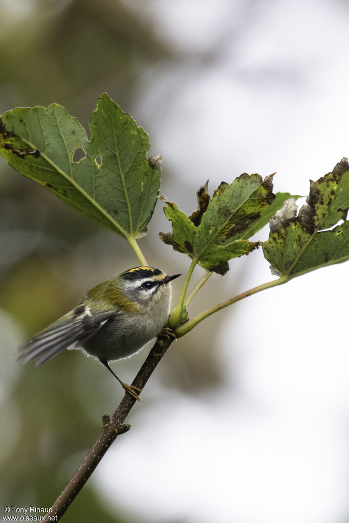 Common Firecrestadult, identification, aspect