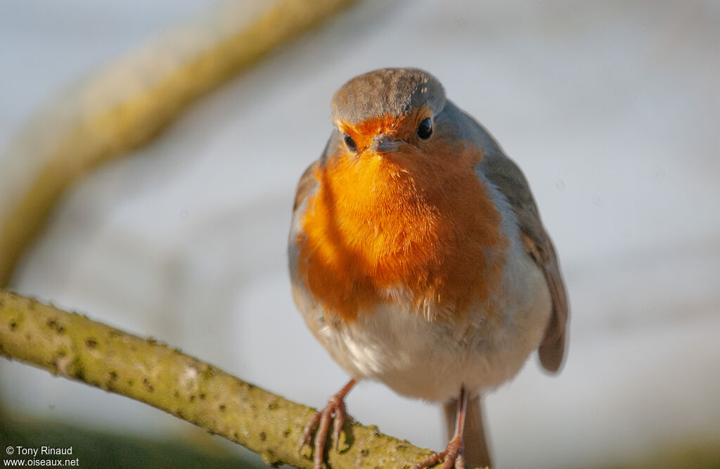 European Robinadult, identification, aspect