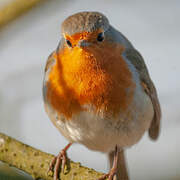 European Robin