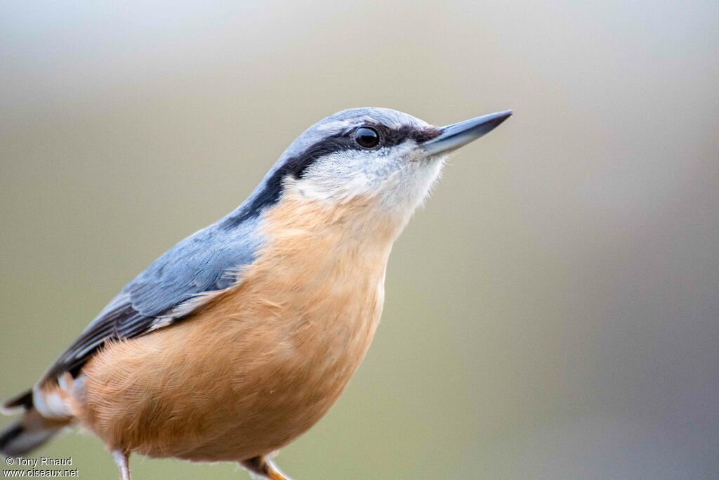 Eurasian Nuthatchadult, identification, aspect, walking