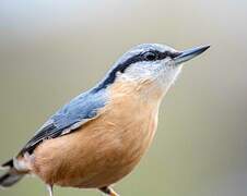 Eurasian Nuthatch