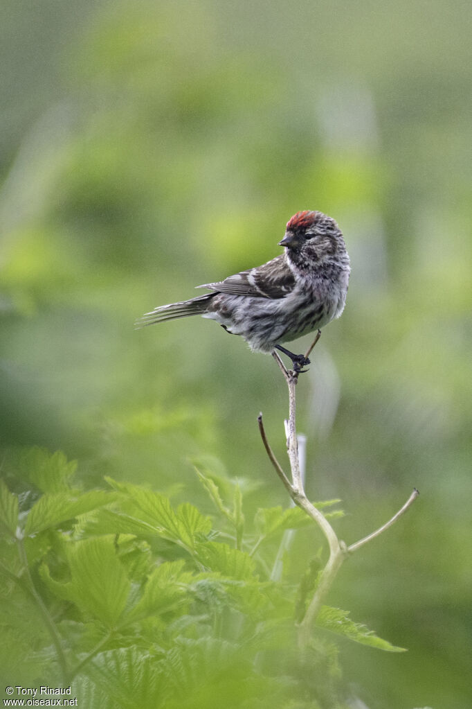 Common Redpolladult breeding, identification, aspect