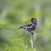 Common Redpoll