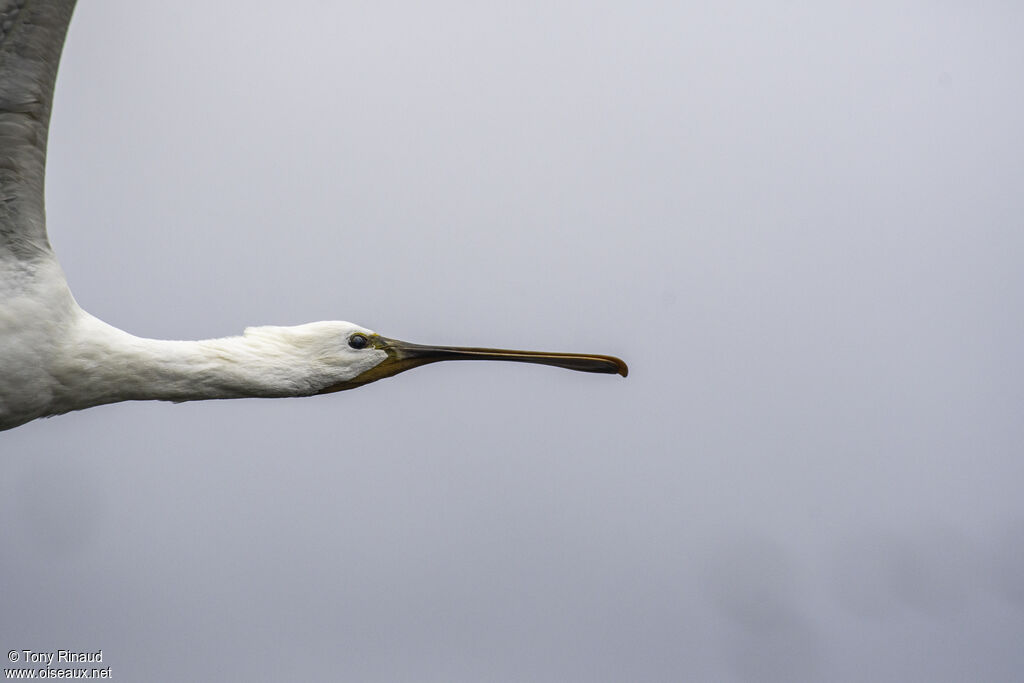 Eurasian Spoonbillpost breeding, close-up portrait, aspect, Flight