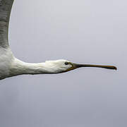 Eurasian Spoonbill