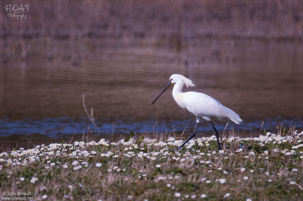 Eurasian Spoonbilladult breeding, identification, aspect, pigmentation, walking