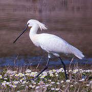 Eurasian Spoonbill