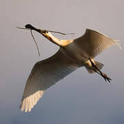 Eurasian Spoonbill